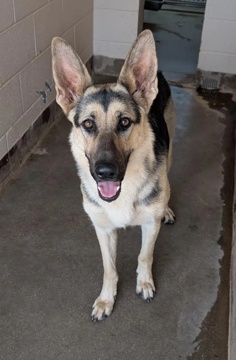 An adult large-sized female Black German Shepherd Dog dog named Lucy for adoption in Sierra Vista, AZ