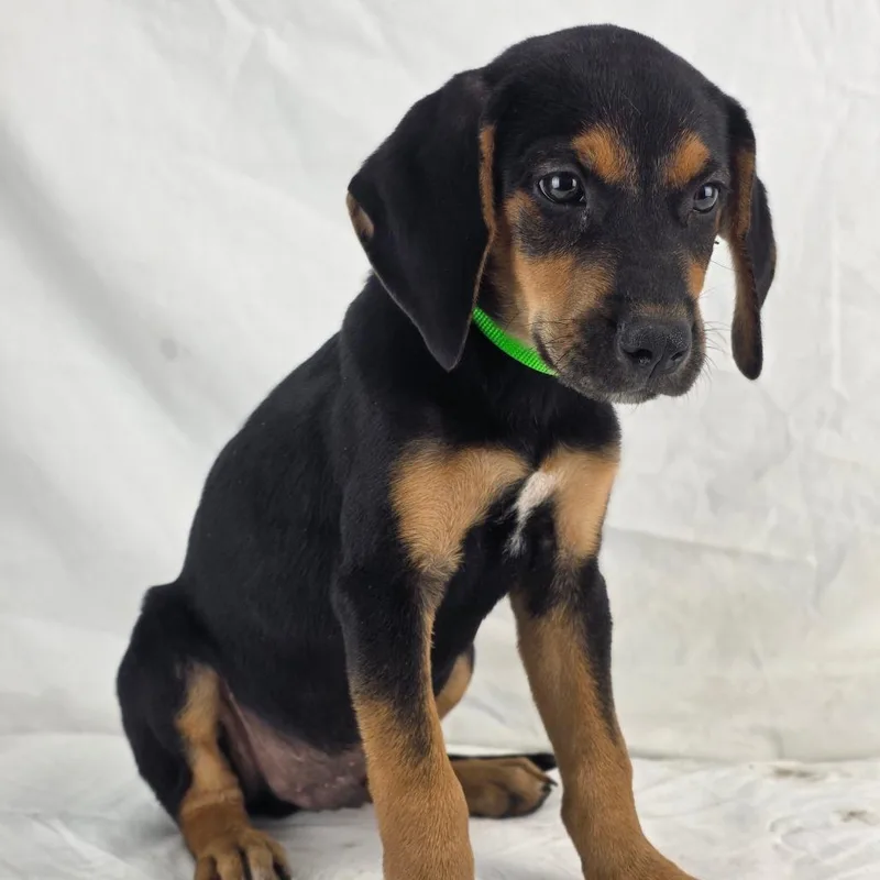A baby small-sized male Black Mouth Cur dog named Ace for adoption in Lufkin, TX