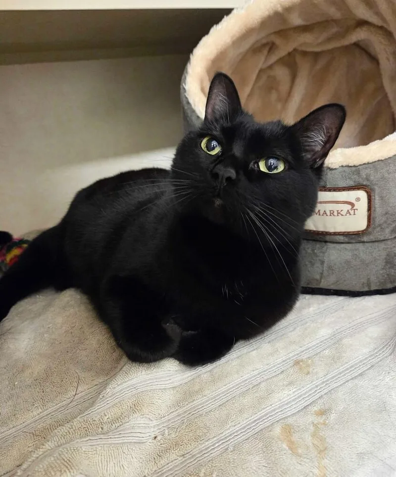 An adult medium-sized female Black Domestic Short Hair cat named Bombay for adoption in Elmsford, NY