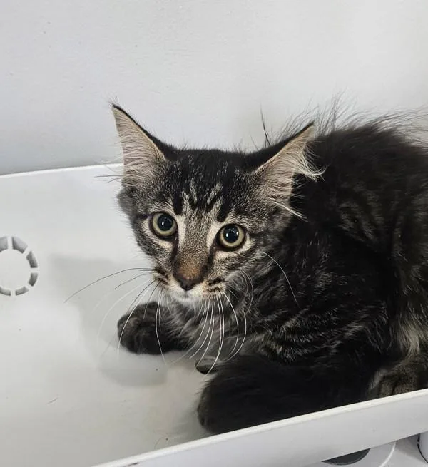 A baby medium-sized male Domestic Medium Hair cat named Bluestar for adoption in Cleveland, TN