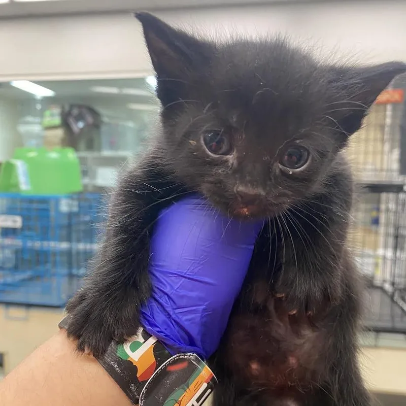 Gutterball thumbnail 2