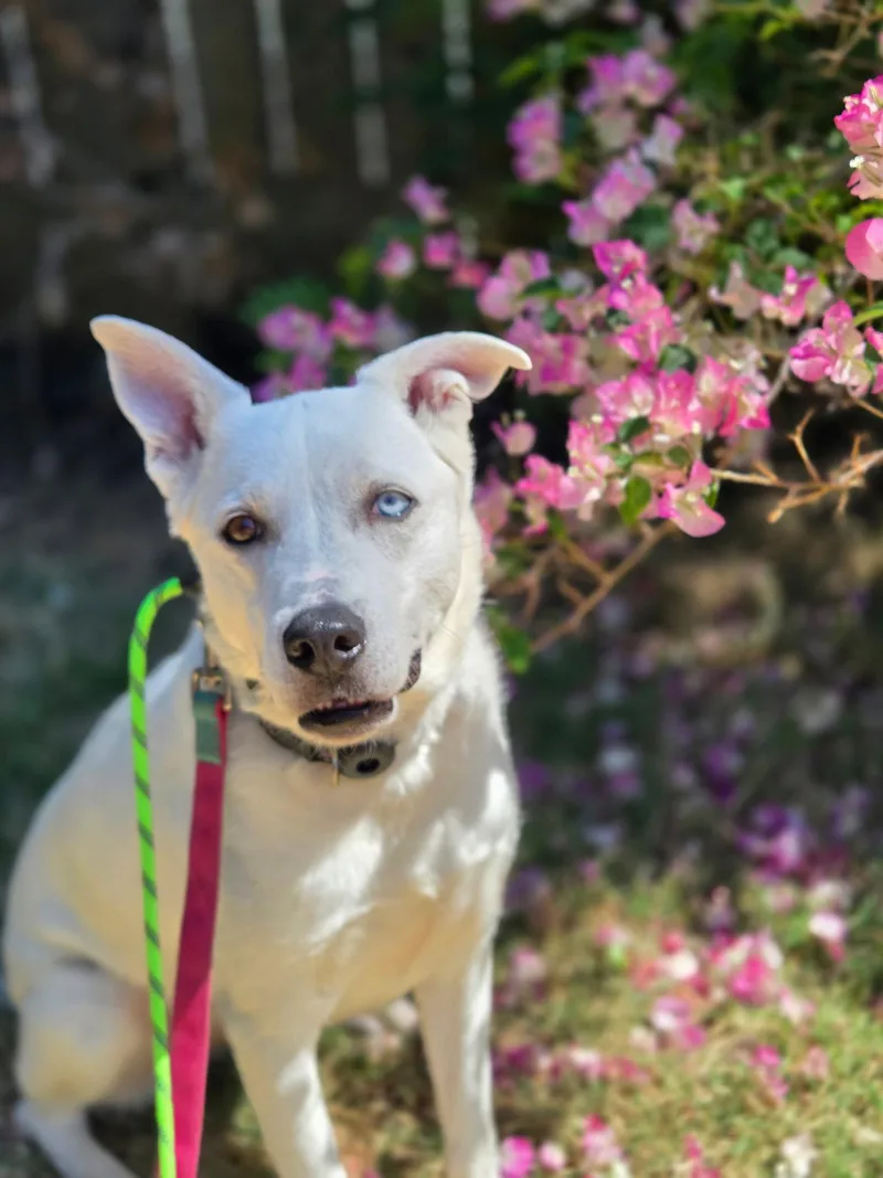 An adult medium-sized female Husky dog named Bulma for adoption in San Diego, CA