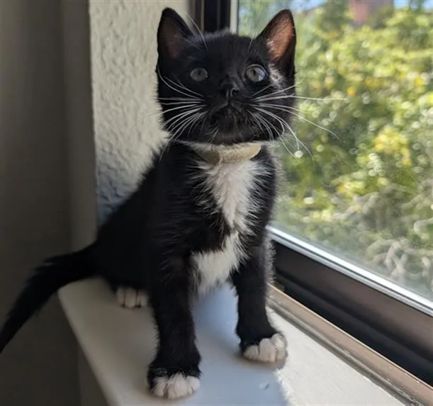 A baby small-sized female Domestic Short Hair cat named Belno Light for adoption in Santa Clara, CA