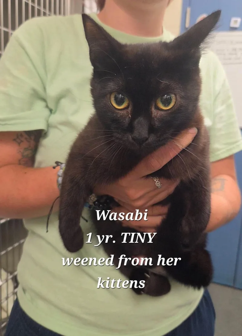 An adult medium-sized female Black Domestic Short Hair cat named Wasabi for adoption in Amherst, VA