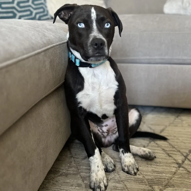A baby medium-sized female Australian Cattle Dog / Blue Heeler dog named Charlotte for adoption in Carmel, NY