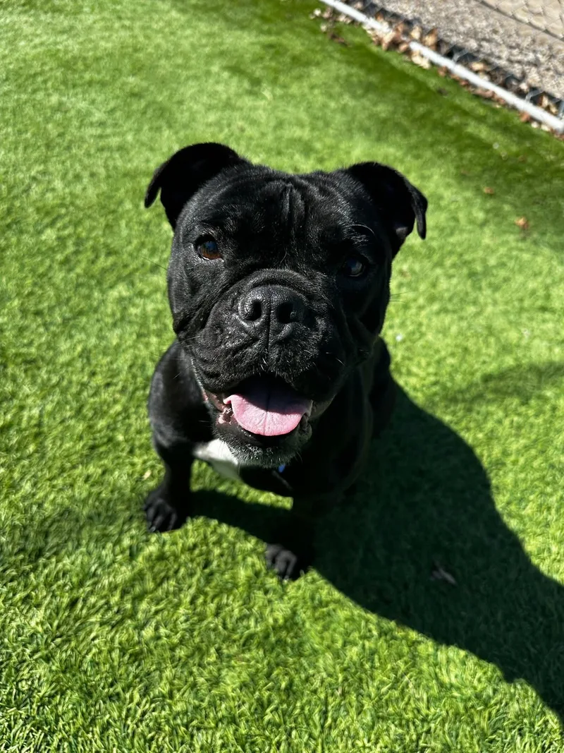 Chalotte thumbnail 2