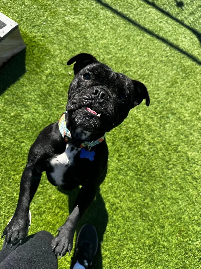 Chalotte thumbnail 3