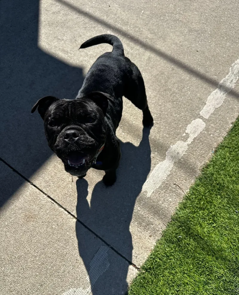 Chalotte thumbnail 4