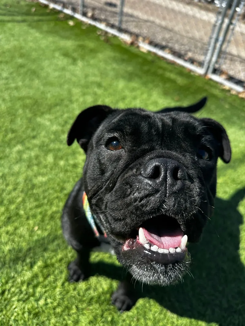 Chalotte thumbnail 5