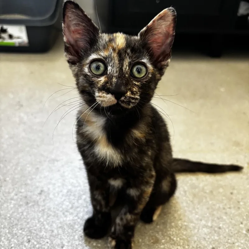 A baby small-sized female Tortoiseshell Domestic Short Hair cat named Cholla for adoption in Yucca Valley, CA