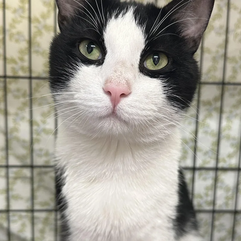 A young medium-sized male Domestic Short Hair cat named Dakota for adoption in Clifton, NJ