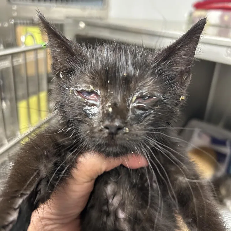 A baby small-sized male Black Domestic Short Hair cat named Angus for adoption in Pennsville, NJ