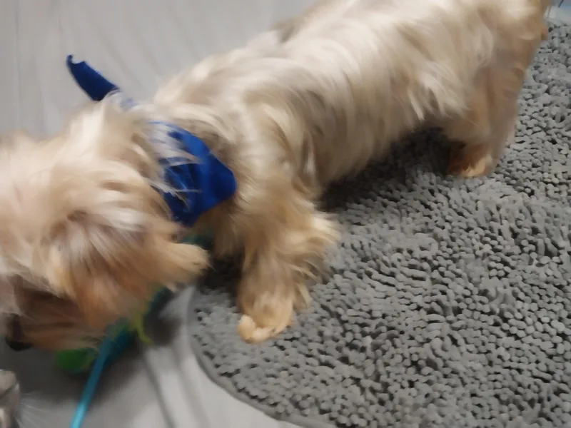 An adult small-sized male Apricot / Beige Yorkshire Terrier dog named Oats for adoption in Houston, TX