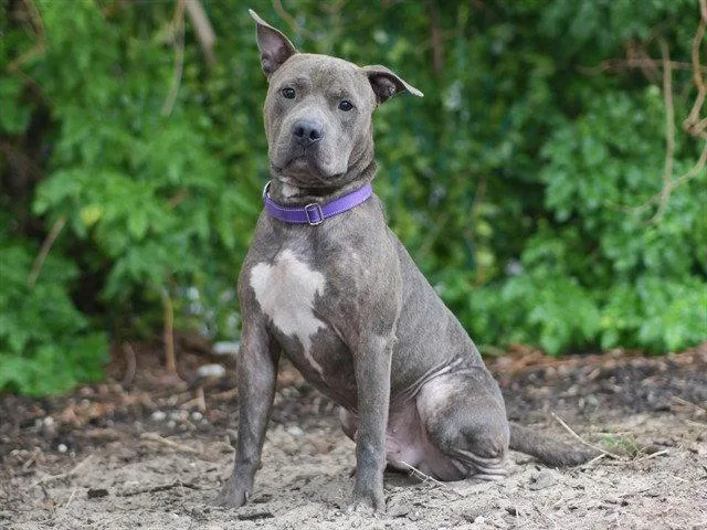 An adult large-sized male American Staffordshire Terrier dog named Sherman for adoption in Tavares, FL