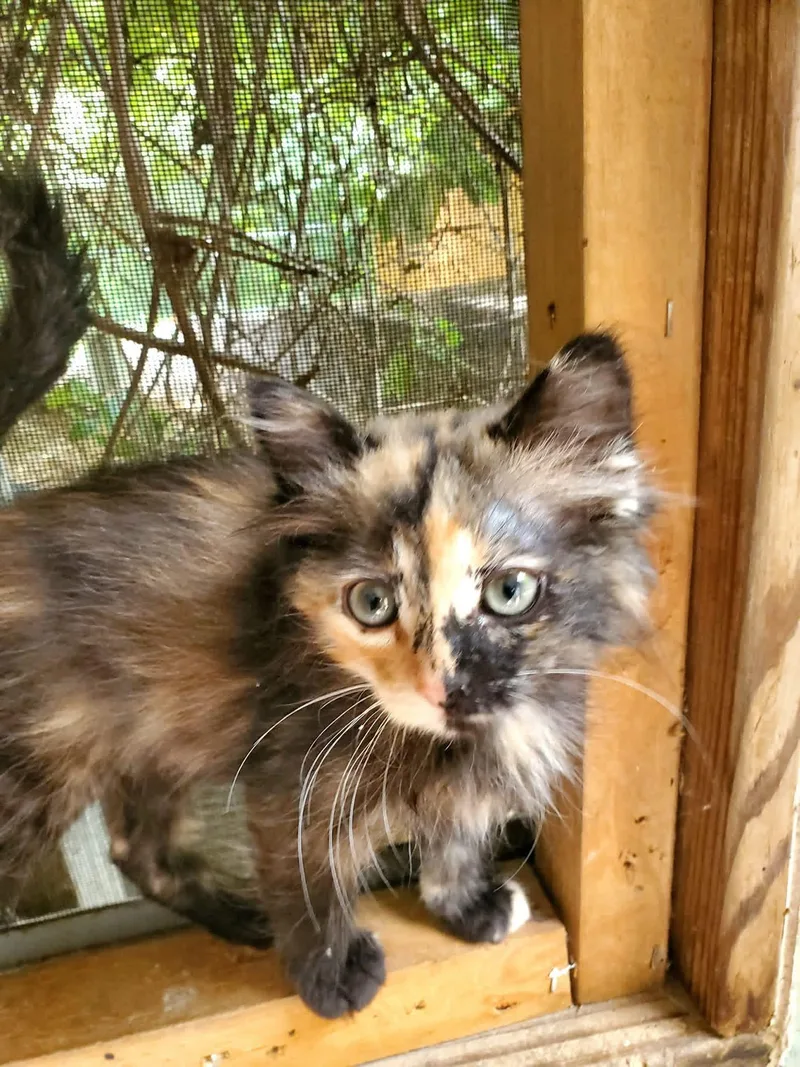 A baby medium-sized female Tortoiseshell Domestic Long Hair cat named Whiskey for adoption in Manhattan, KS