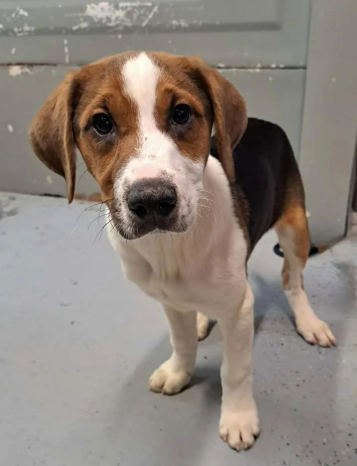A baby medium-sized male Labrador Retriever dog named Shawn Mendes for adoption in Alpharetta, GA