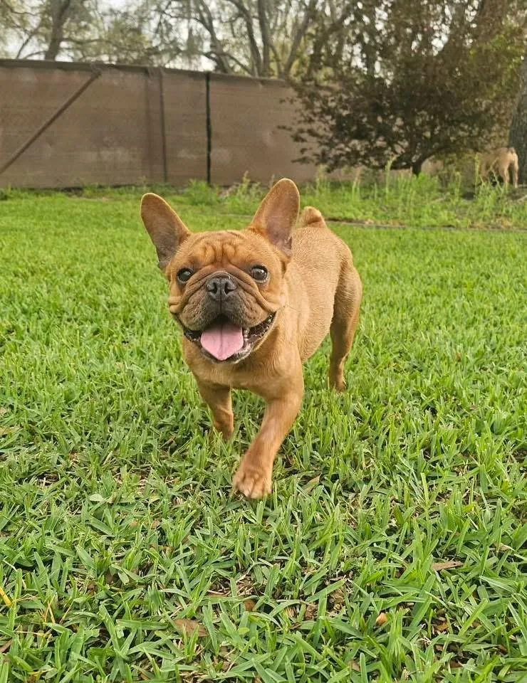 A young small-sized female French Bulldog dog named Ginger for adoption in Lutz, FL