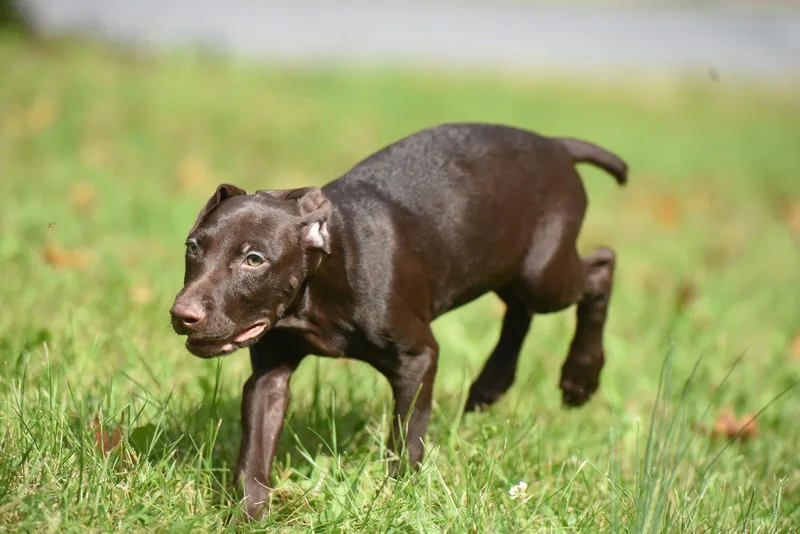A baby medium-sized male Chocolate Labrador Retriever dog named Frodo for adoption in Mechanicsburg, PA