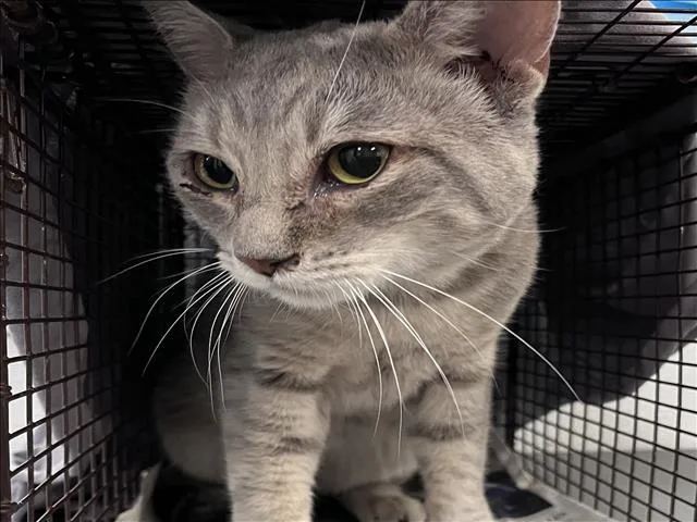 A young medium-sized male Domestic Short Hair cat named Khaos for adoption in Los Angeles, CA