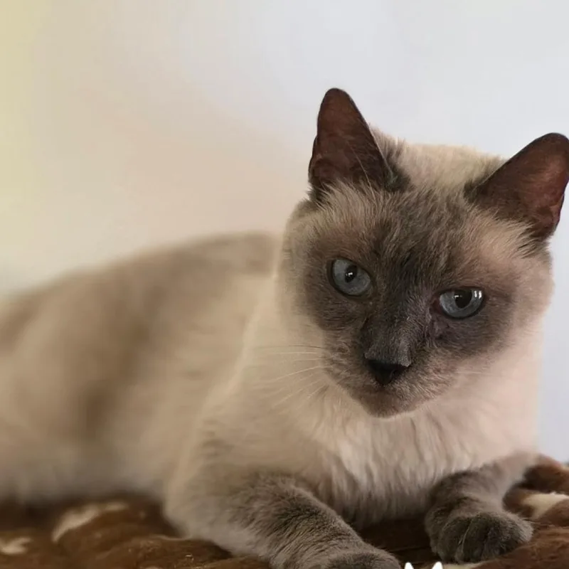 An adult medium-sized male Cream / Ivory Siamese cat named Morrison for adoption in Austin, TX