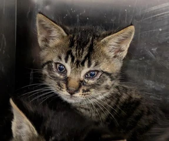 A baby small-sized male Domestic Medium Hair cat named Piglet for adoption in San Martin, CA