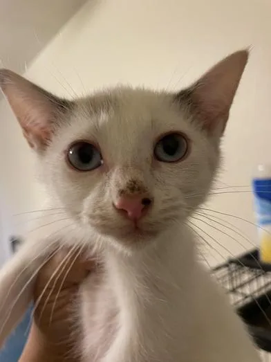 A baby medium-sized female White Domestic Short Hair cat named Blanca for adoption in Liverpool, TX