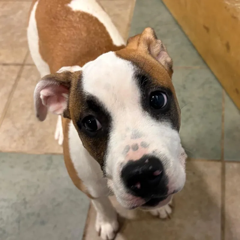 A young medium-sized female White / Cream Mixed Breed dog named Selena Pawmez for adoption in Chattanooga, TN