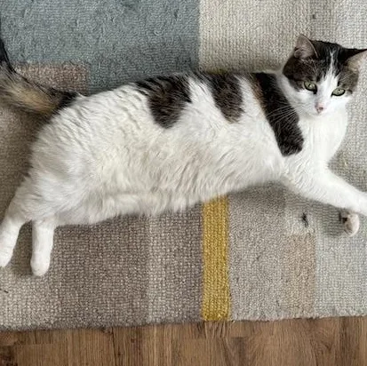 An adult large-sized female Tabby cat named Clementine for adoption in Huntington Beach, CA