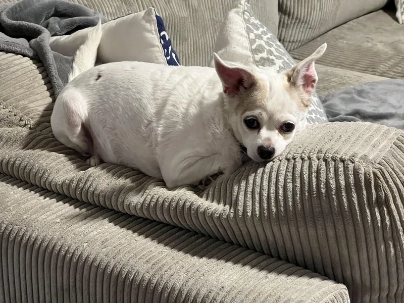 A senior small-sized female Chihuahua dog named Ziggy for adoption in Denver, CO