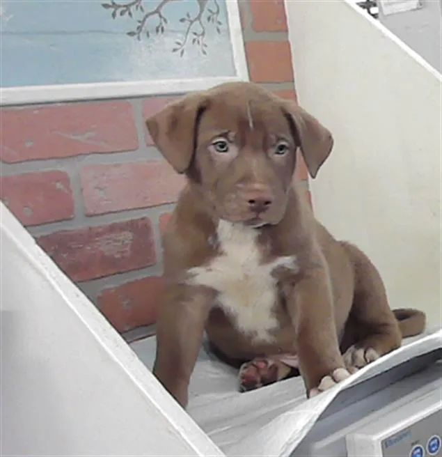 A baby small-sized male Labrador Retriever dog named Simon for adoption in Houston, TX