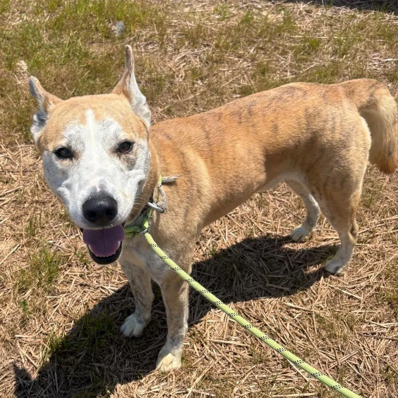 A young medium-sized male Red / Chestnut / Orange Mixed Breed dog named Jj for adoption in Morganton, NC