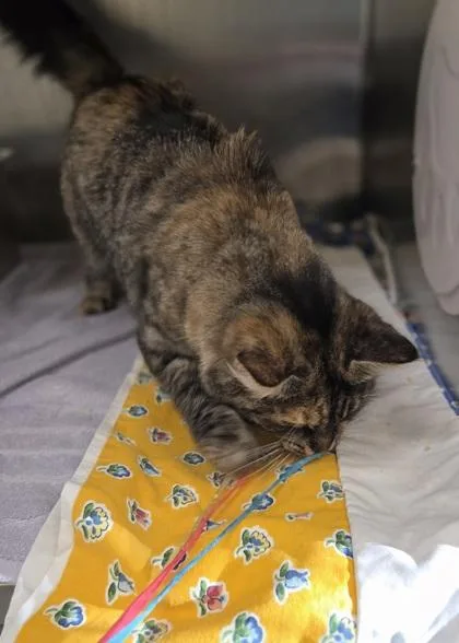 A young medium-sized female Domestic Medium Hair cat named Michelle for adoption in Westland, MI