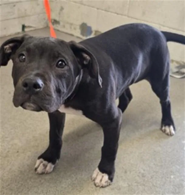 A baby small-sized male Pit Bull Terrier dog named Jax for adoption in San Bernardino, CA