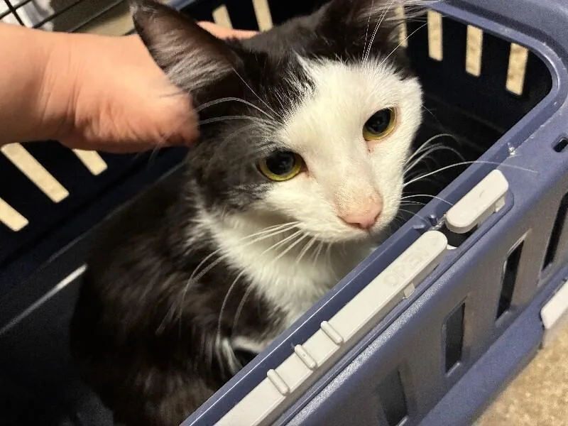 An adult medium-sized female White Domestic Short Hair cat named Bobbin for adoption in Cincinnati, OH