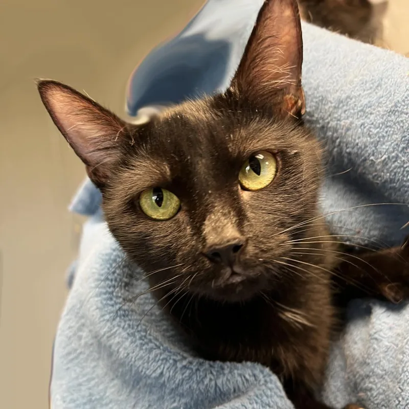 Mama Morgan thumbnail 2