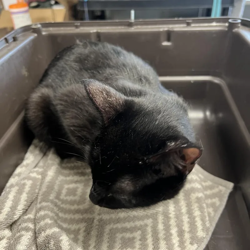 Mama Morgan thumbnail 3