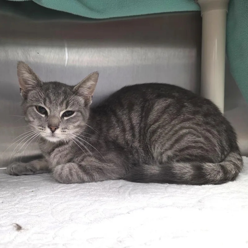 A young medium-sized male Gray / Blue / Silver Domestic Short Hair cat named Montigo for adoption in Fort Wayne, IN