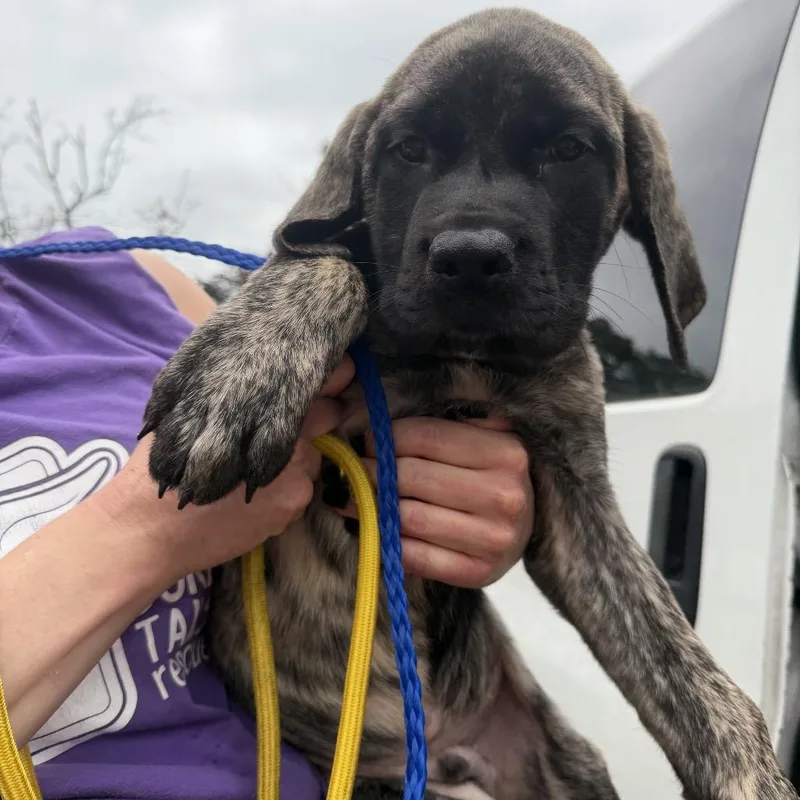 A baby small-sized male Brindle Mastiff dog named Raphael for adoption in Northbrook, IL