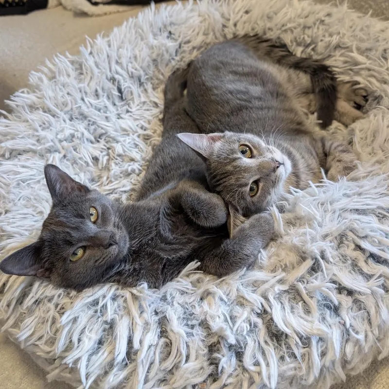 A baby small-sized female Domestic Short Hair cat named CNote & Hundy bonded for adoption in Alexandria, VA