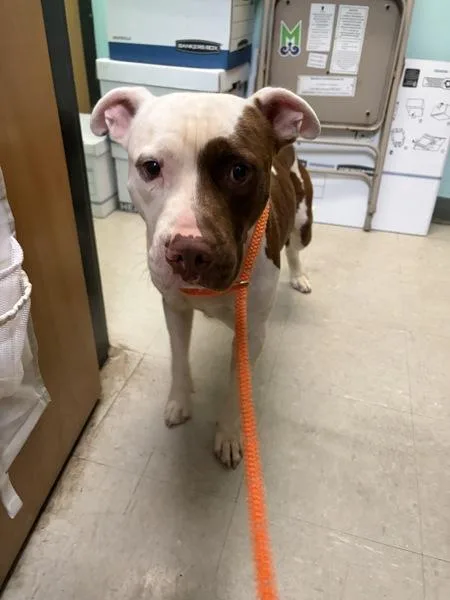 An adult large-sized male Pit Bull Terrier dog named Tommy for adoption in Mobile, AL