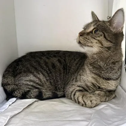 Chanterelle thumbnail 2