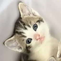 A baby small-sized male Gray / Blue / Silver Domestic Short Hair cat named Aries for adoption in Danbury, CT