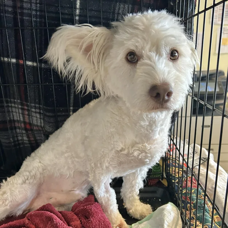A young small-sized male White / Cream Poodle dog named Popcorn for adoption in Boulder, CO