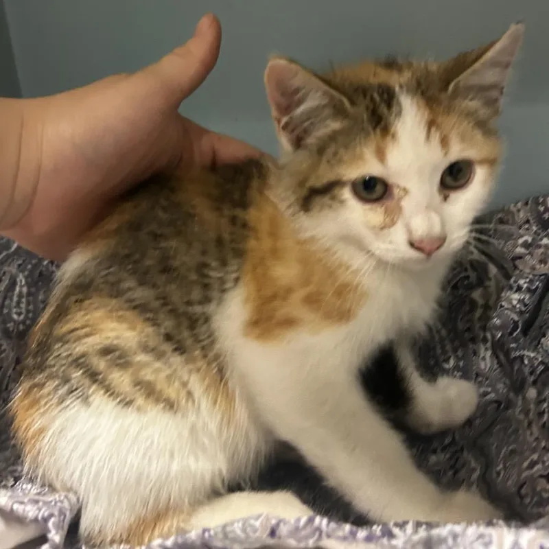 A baby small-sized female Calico Domestic Short Hair cat named Wilma for adoption in Chattanooga, TN