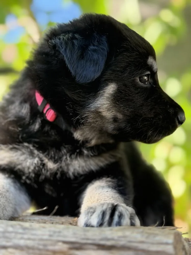 A baby large-sized female Black German Shepherd Dog dog named Kalessin for adoption in Pleasant Hill, CA