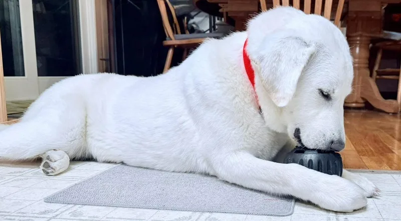 An adult extra large-sized female Akbash dog named Lily for adoption in Eugene, OR