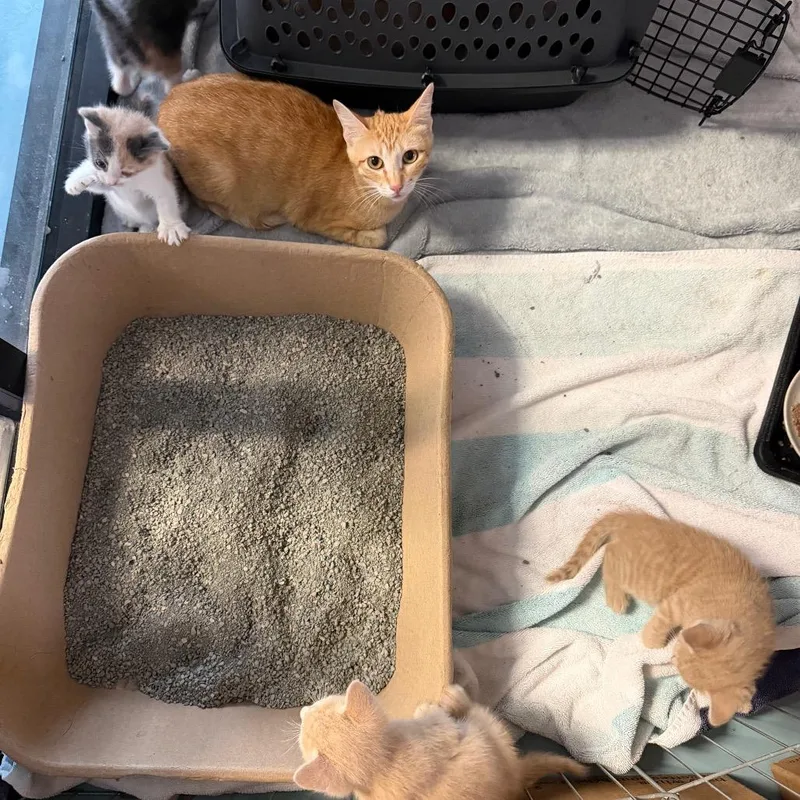 A young medium-sized female Orange / Red Domestic Short Hair cat named Mama Hobby for adoption in Austin, TX