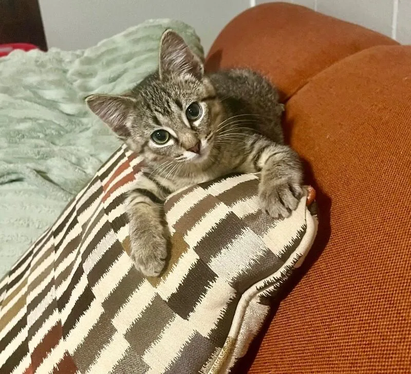 A young medium-sized male Gray / Blue / Silver Domestic Short Hair cat named Tabby for adoption in Grand Rapids, MI