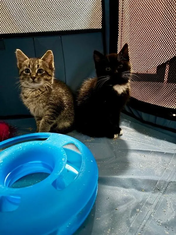 Tabby thumbnail 2