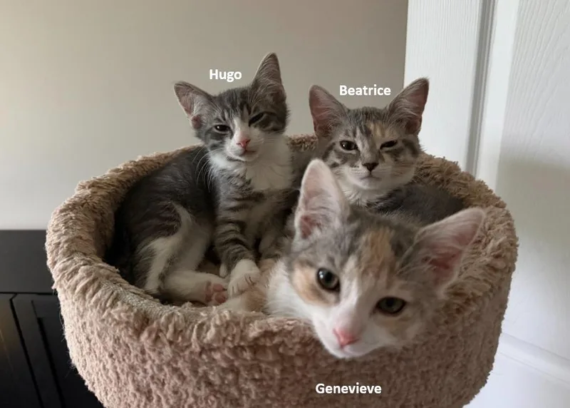 A baby medium-sized male Gray & White Domestic Short Hair cat named Hugo for adoption in Herndon, VA